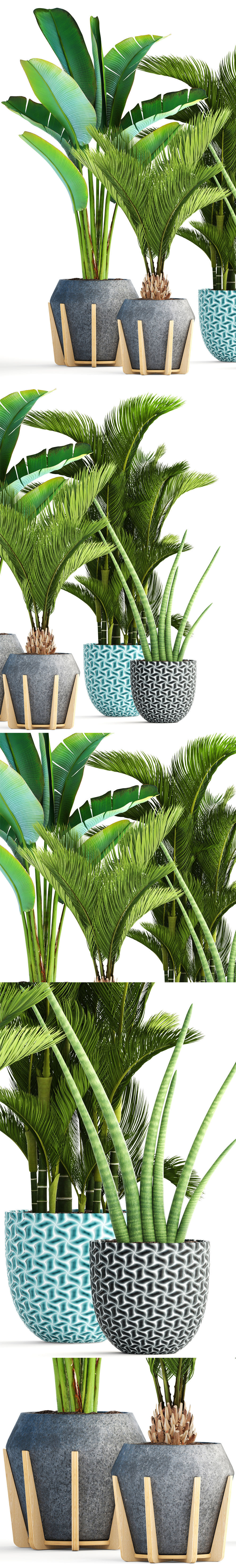 Collection of tropical plants  3D model_10