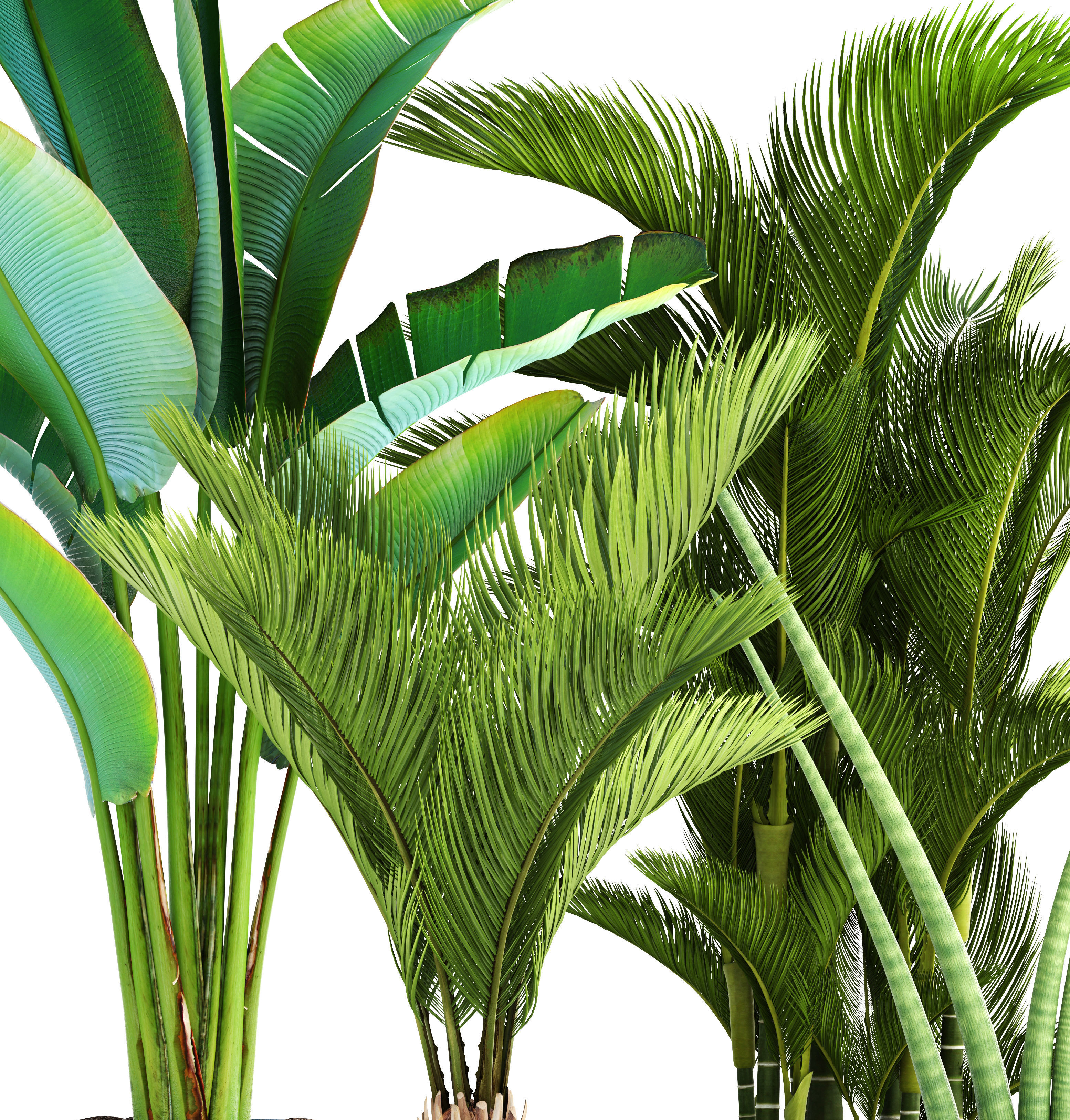 Collection of tropical plants  3D model_5