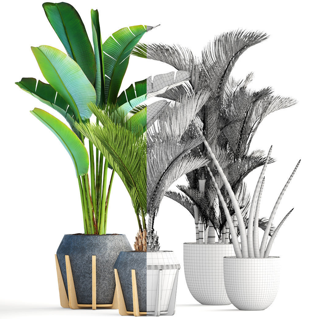 Collection of tropical plants  3D model_8