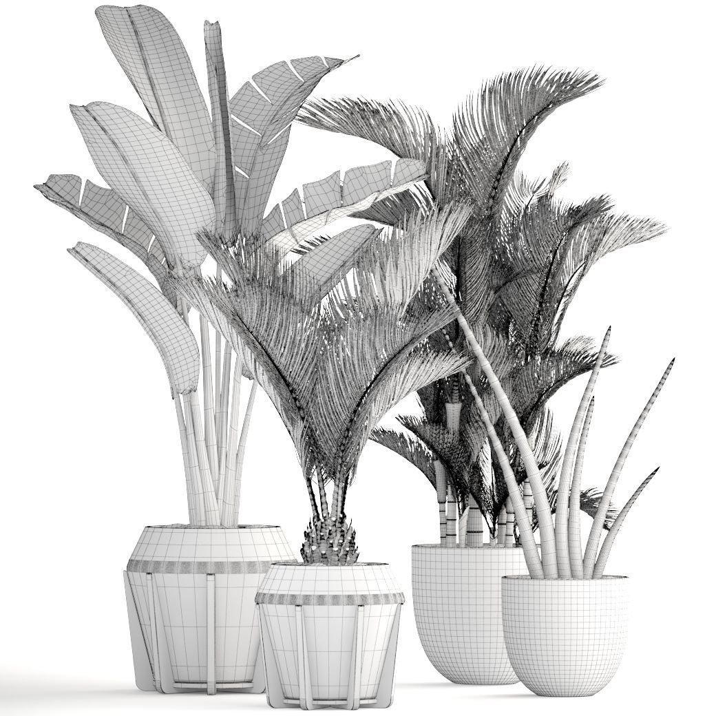 Collection of tropical plants  3D model_9