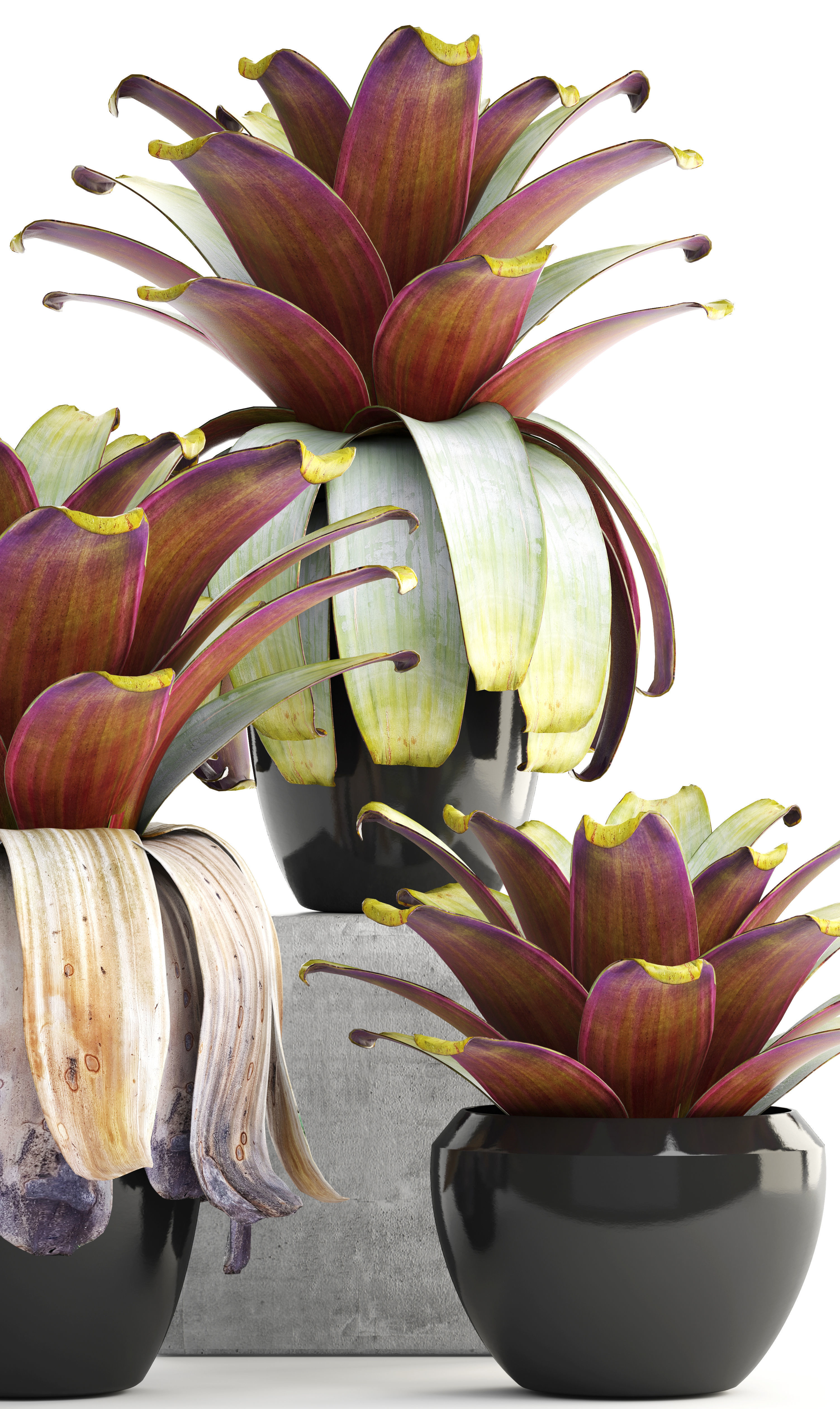 Tropical plant shrubs 3D model_9