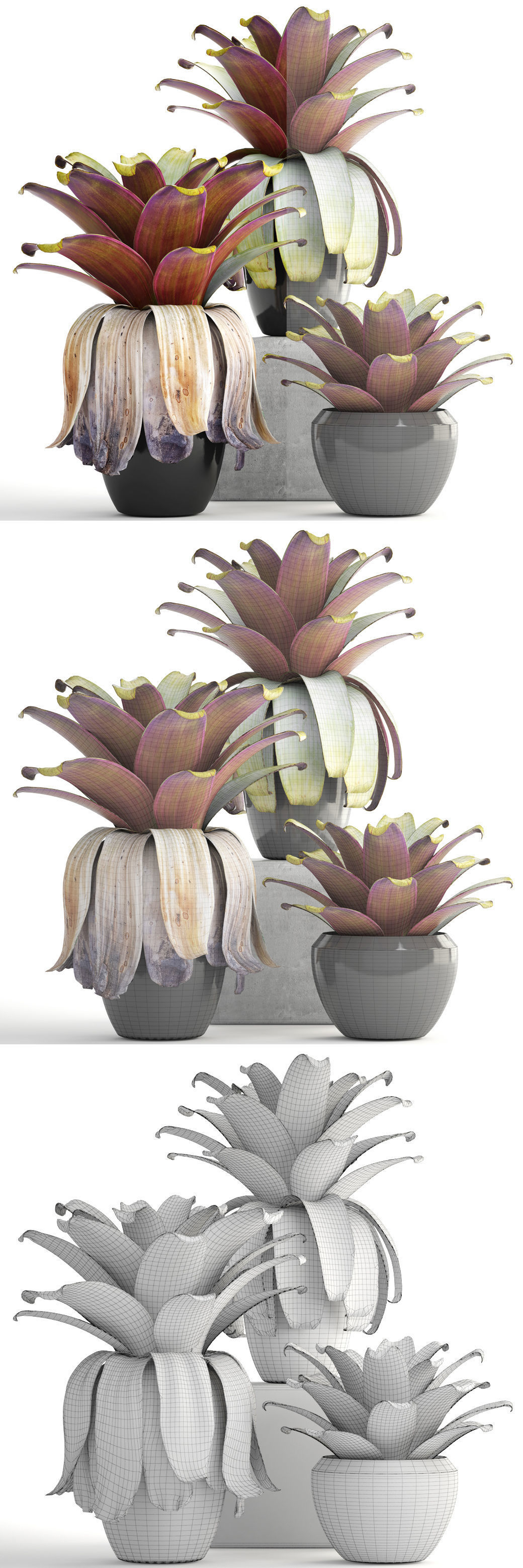 Tropical plant shrubs 3D model_12