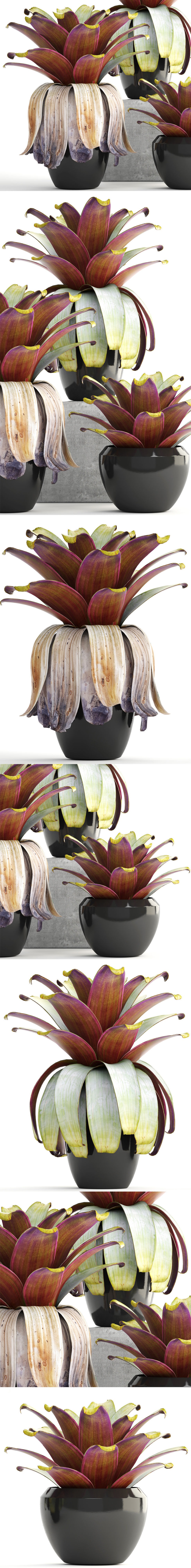 Tropical plant shrubs 3D model_13