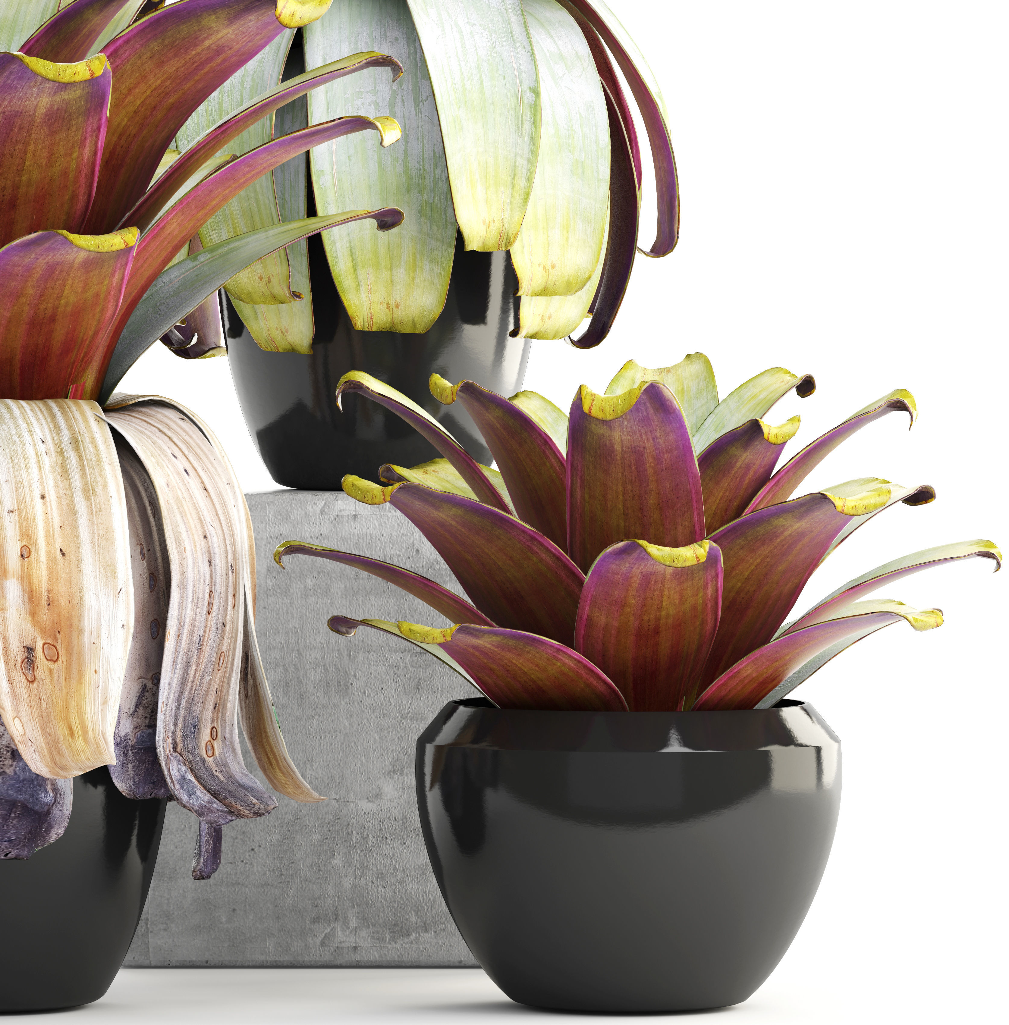 Tropical plant shrubs 3D model_5