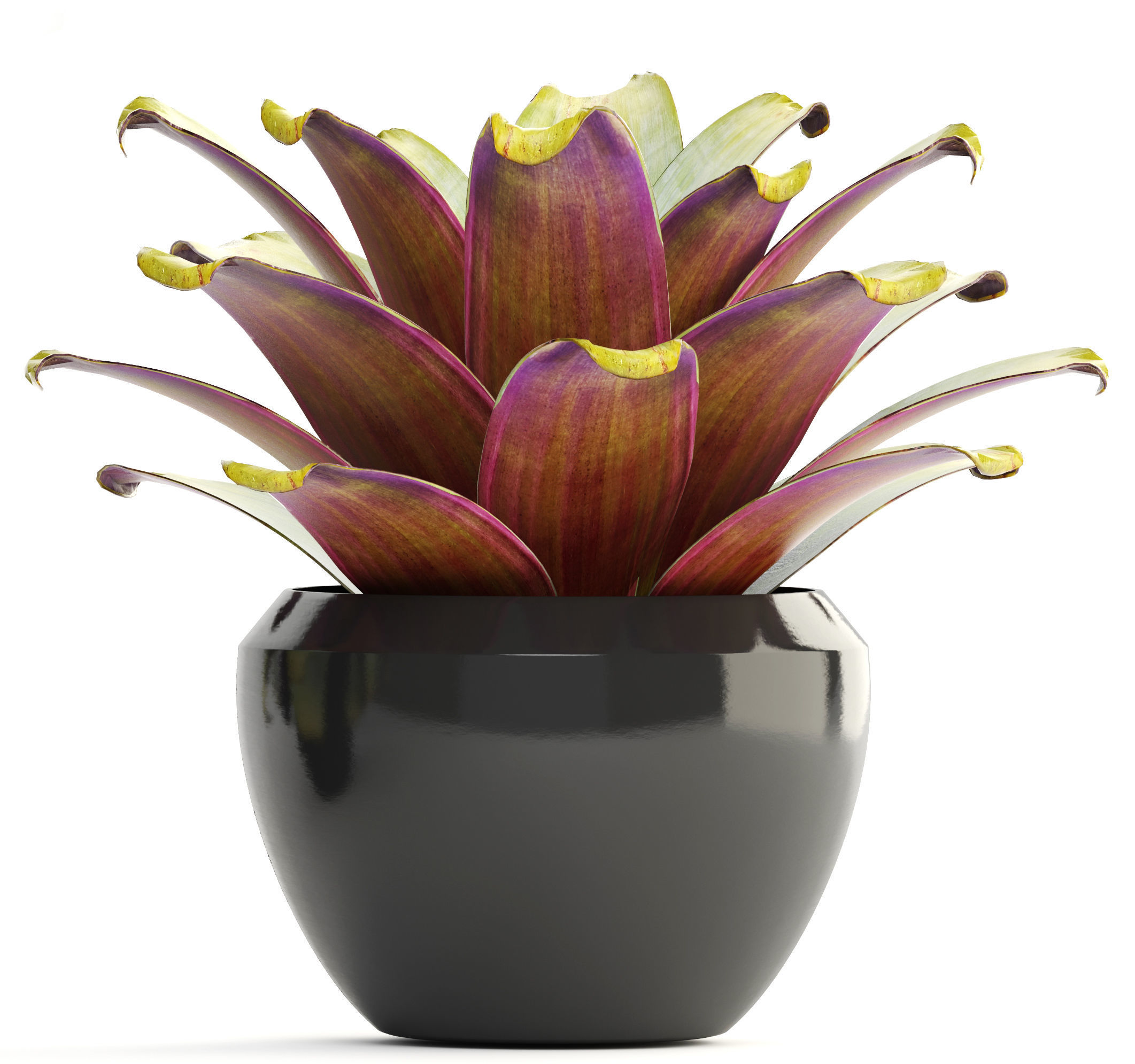 Tropical plant shrubs 3D model_11