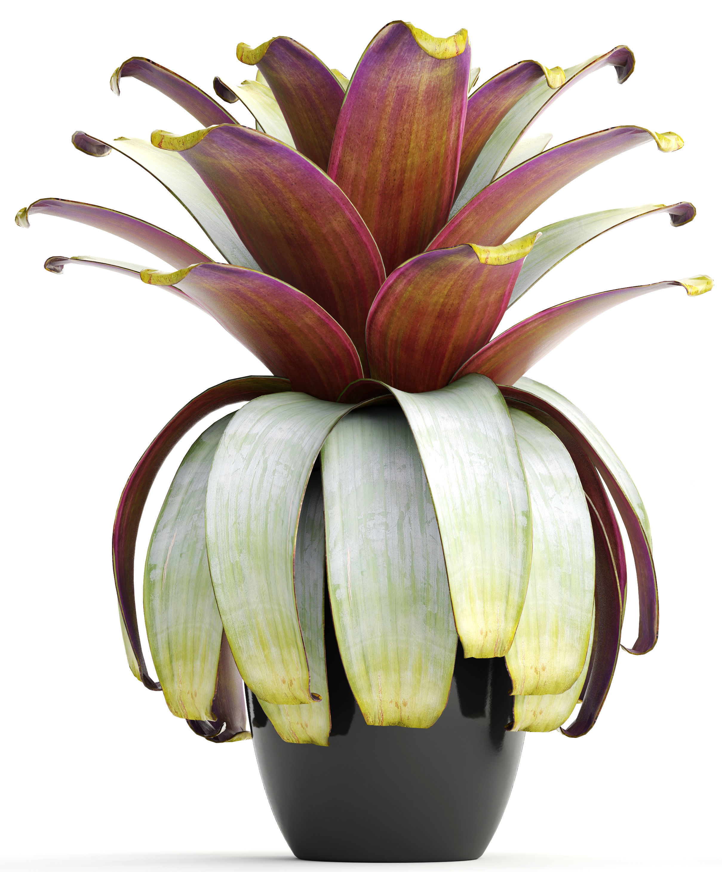 Tropical plant shrubs 3D model_3