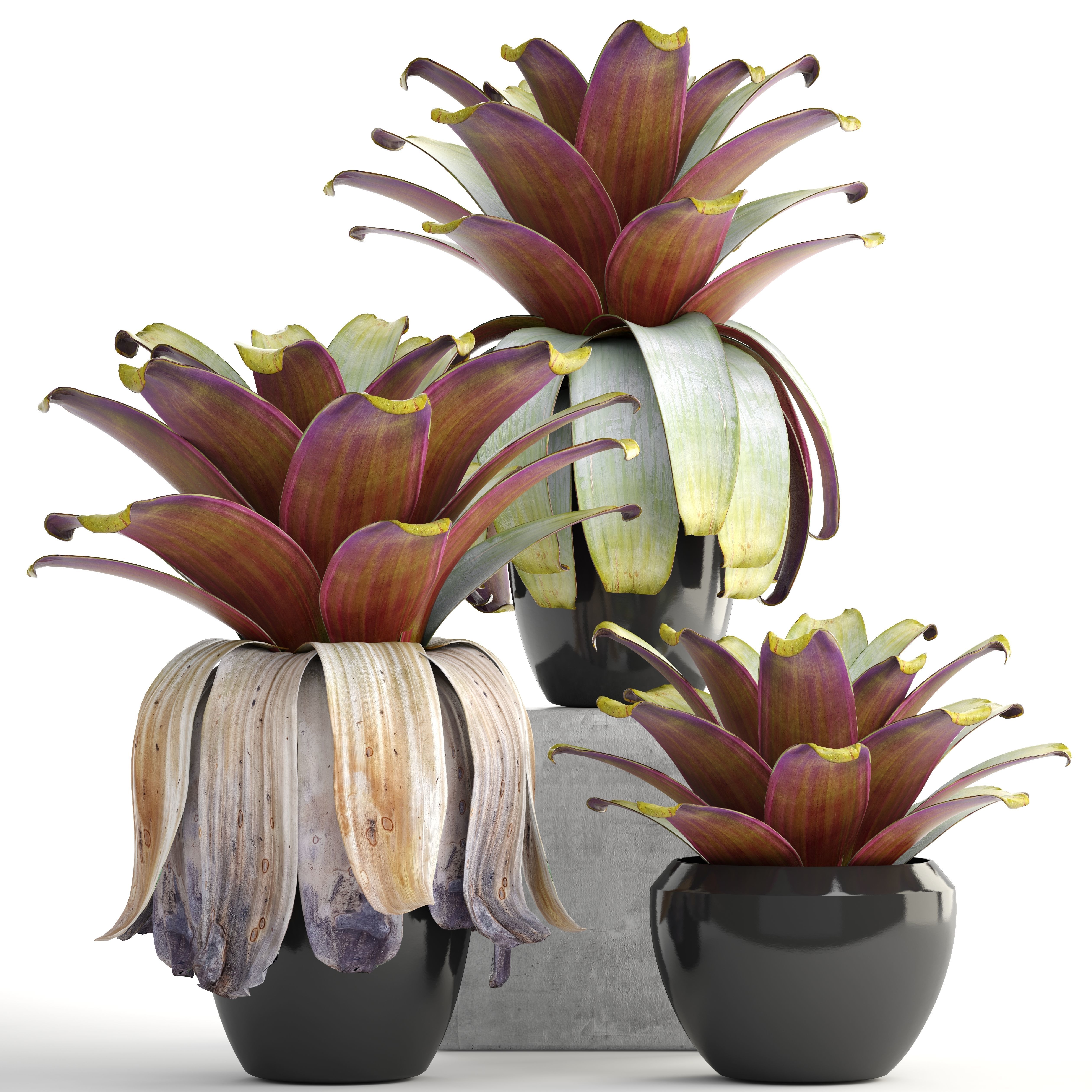 Tropical plant shrubs 3D model_7