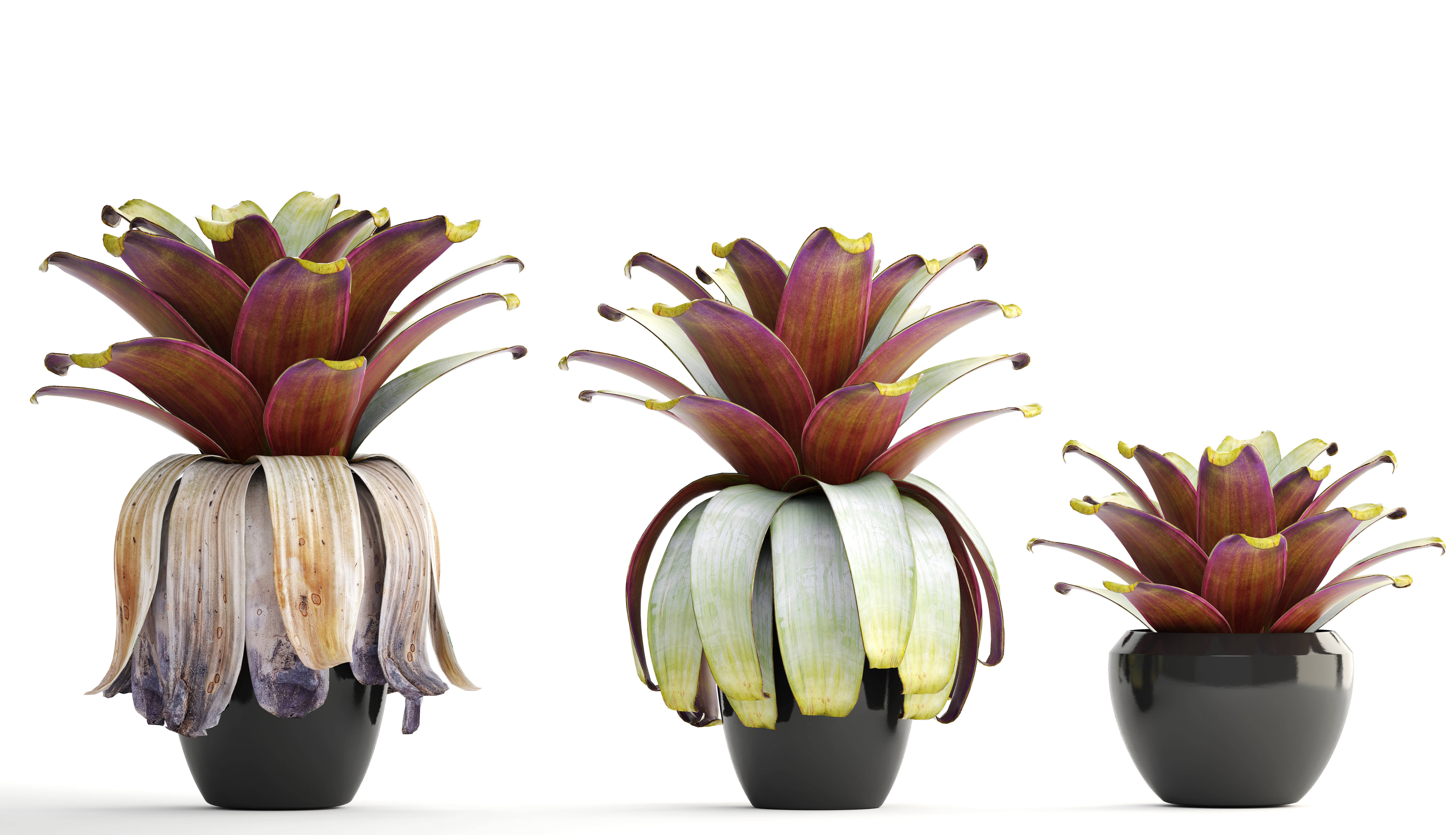 Tropical plant shrubs 3D model_1