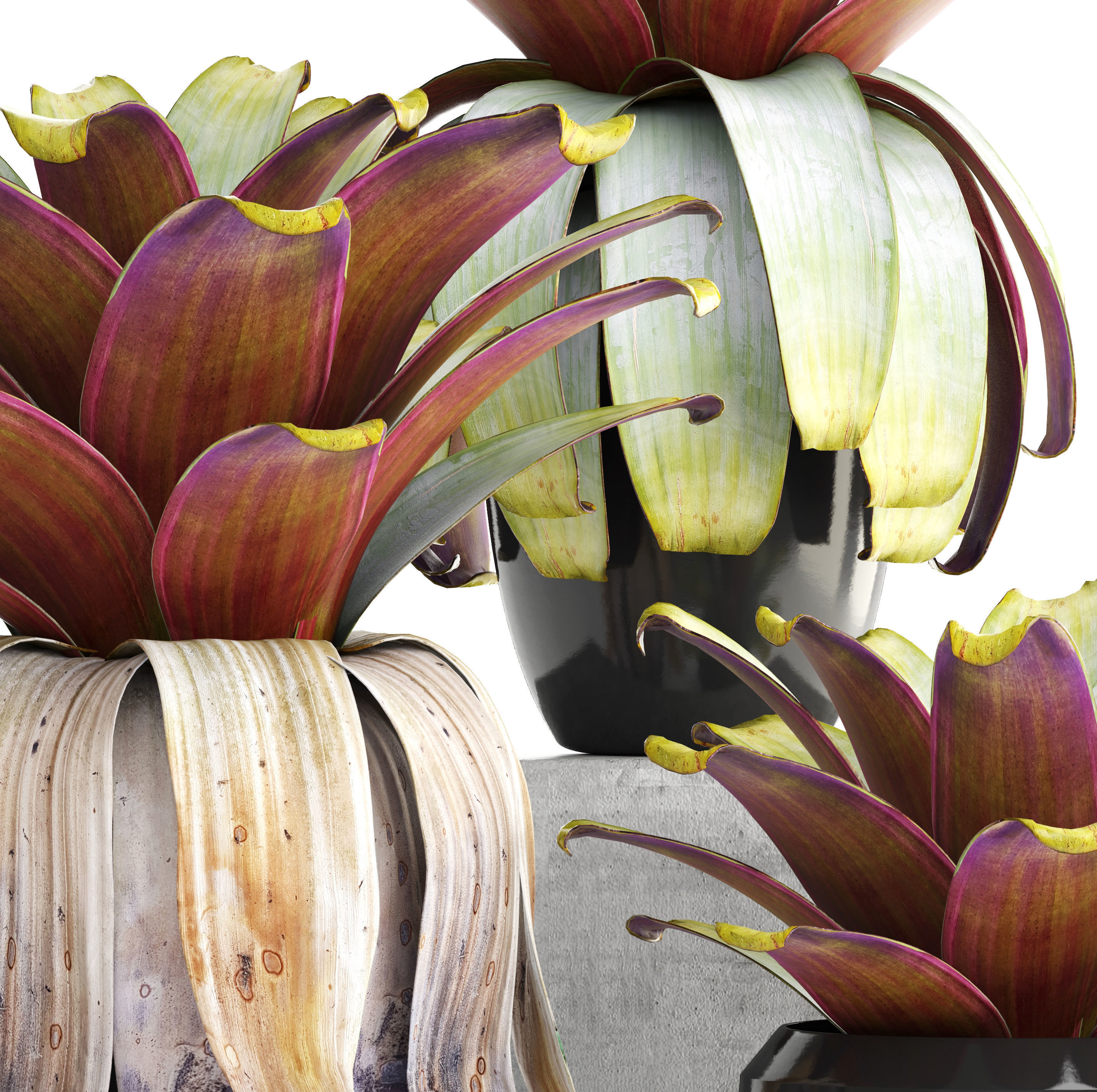 Tropical plant shrubs 3D model_4