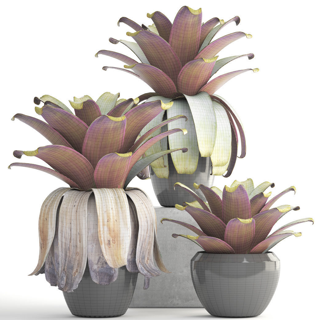 Tropical plant shrubs 3D model_10