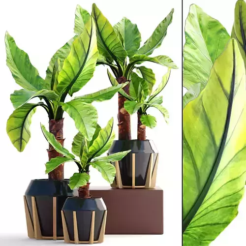 Tropical plant Typhonodorum lindleyanum 3D model