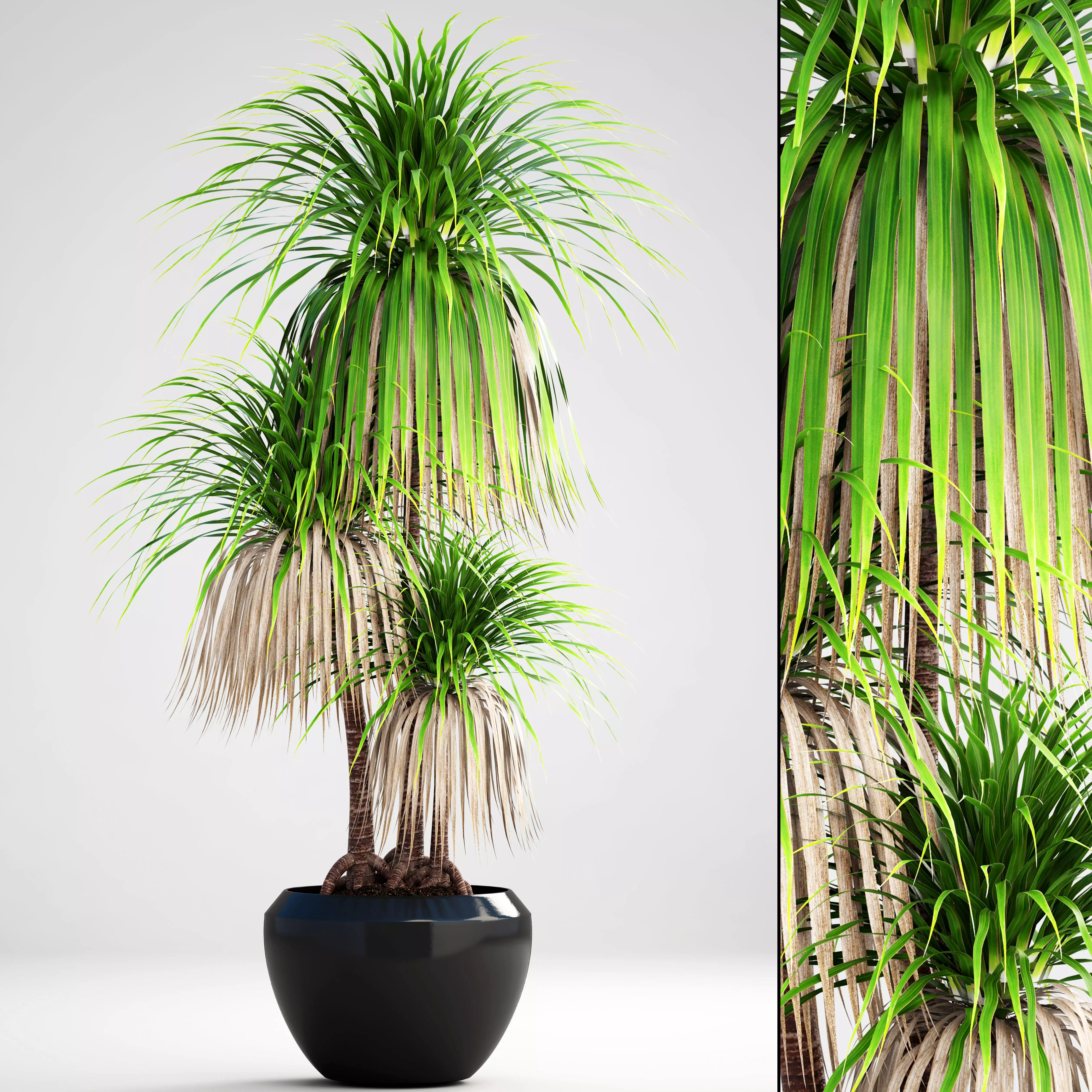 Dracaena palm 3D model