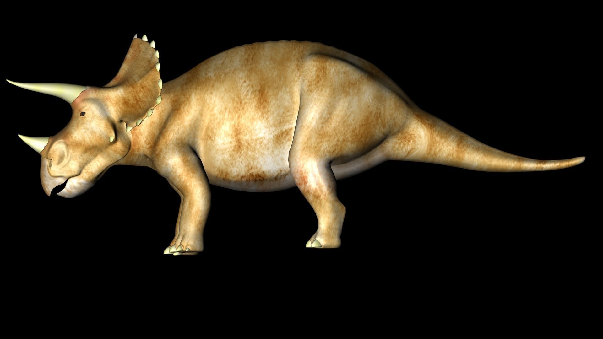 Triceratops dinosaur 3D model_11