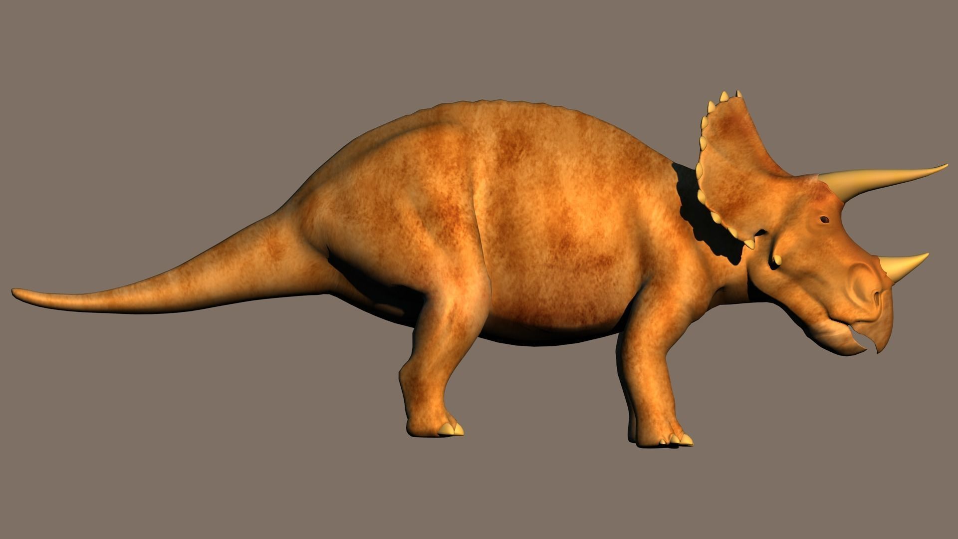 Triceratops dinosaur 3D model_10