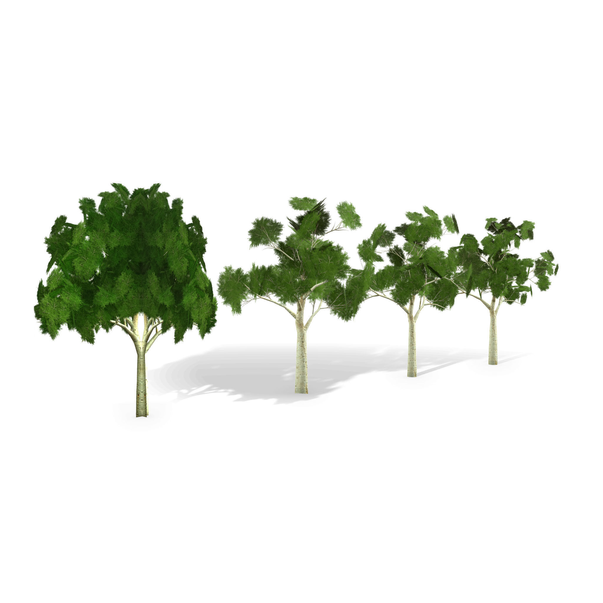 Ghost gum tree Low-poly 3D model_5