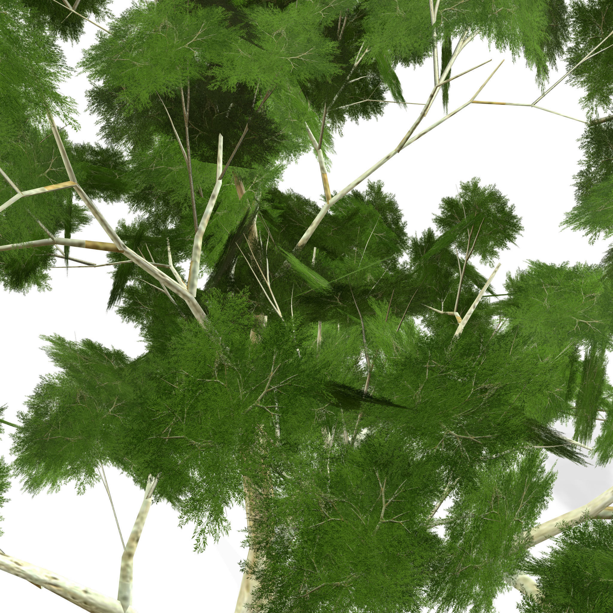 Ghost gum tree Low-poly 3D model_8