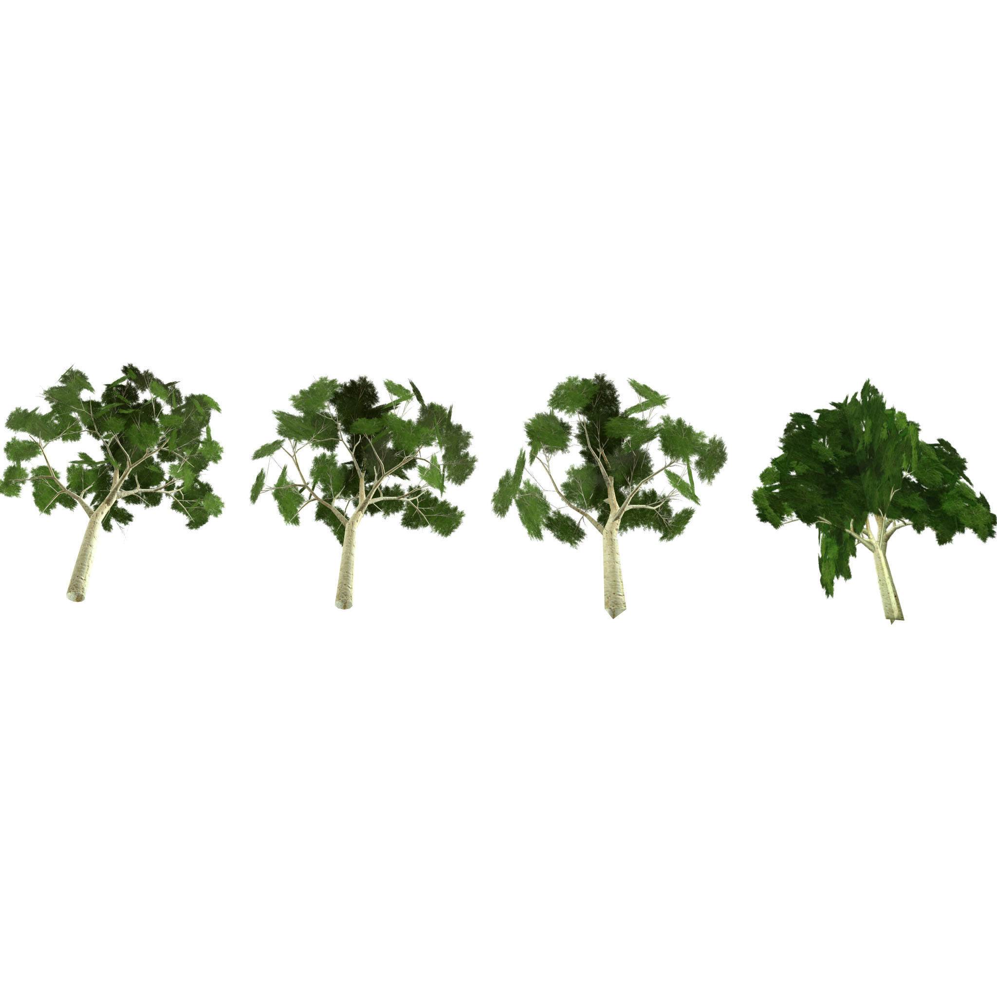 Ghost gum tree Low-poly 3D model_6