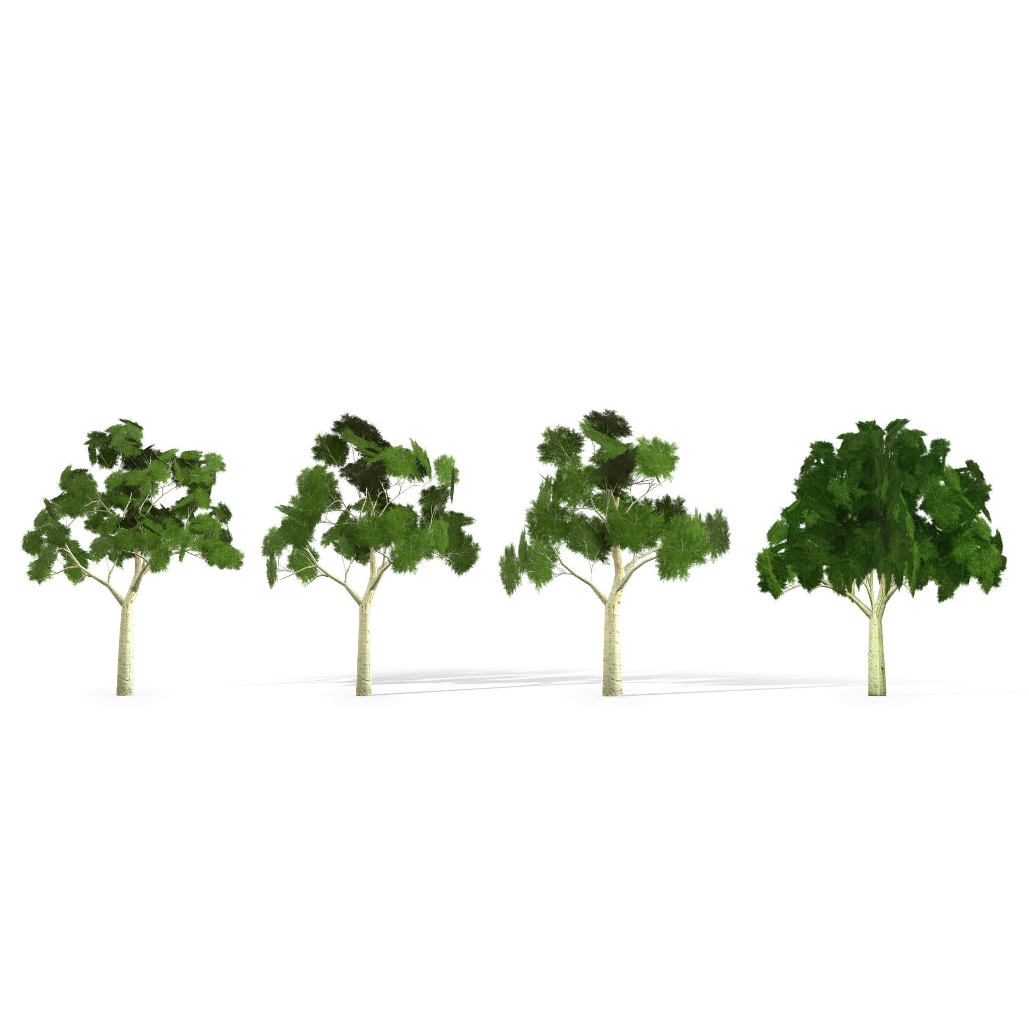Ghost gum tree Low-poly 3D model_16