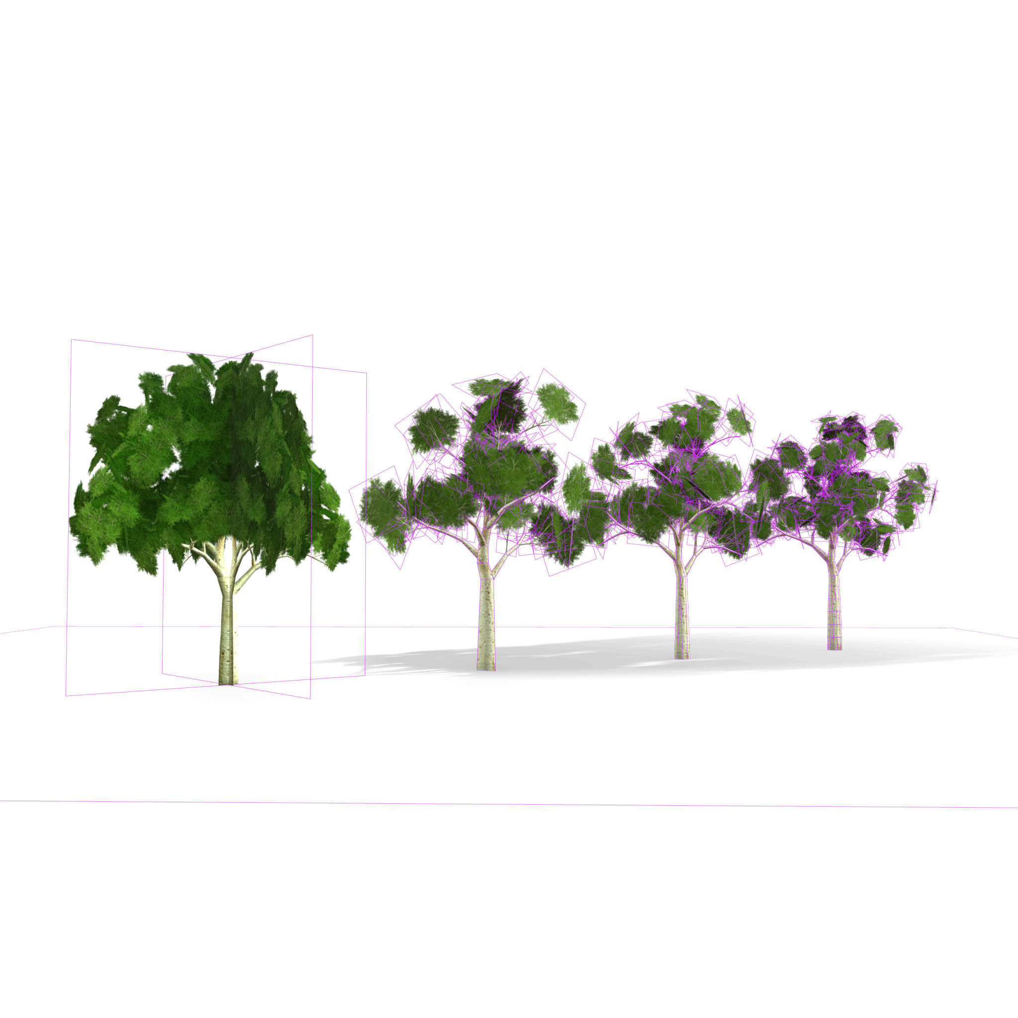 Ghost gum tree Low-poly 3D model_12