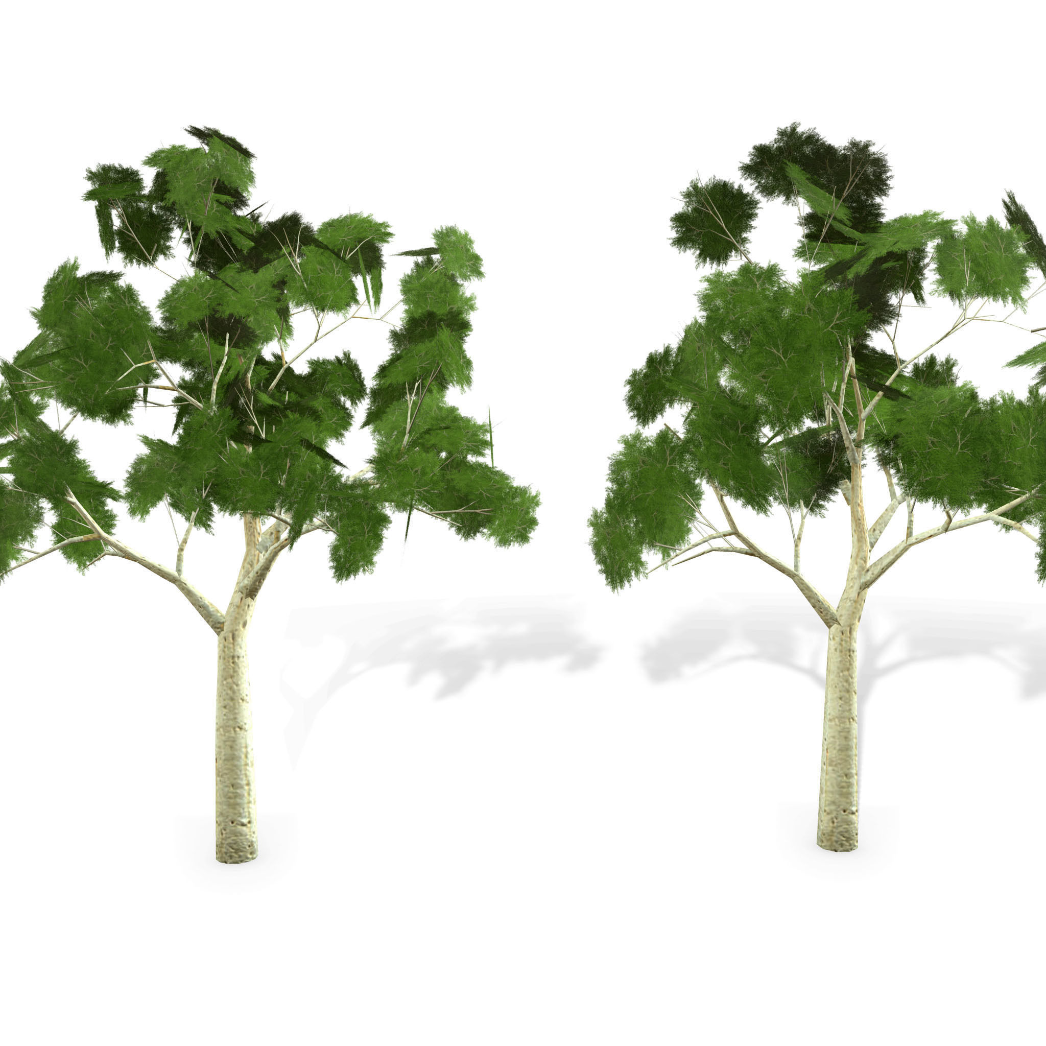 Ghost gum tree Low-poly 3D model_7