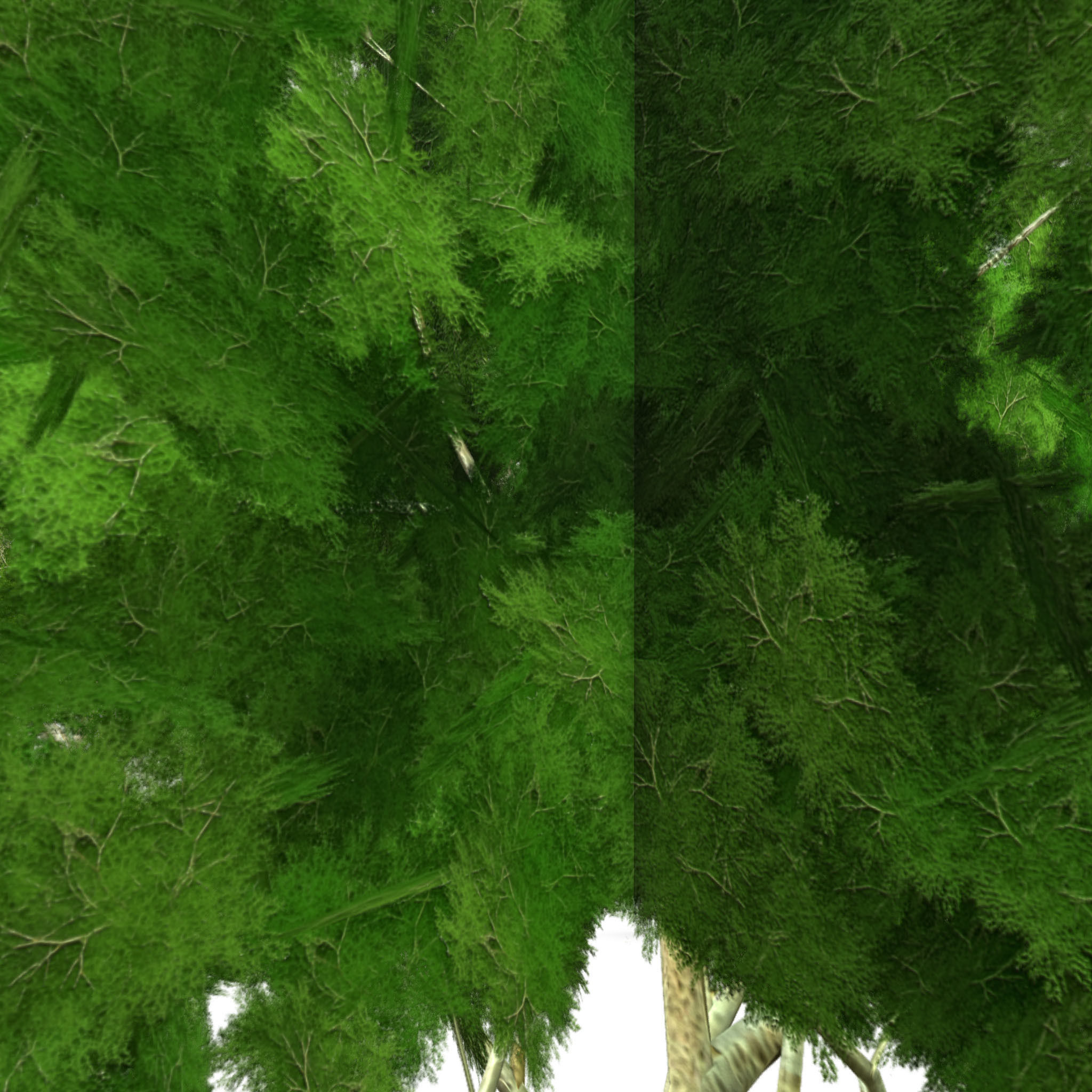 Ghost gum tree Low-poly 3D model_4