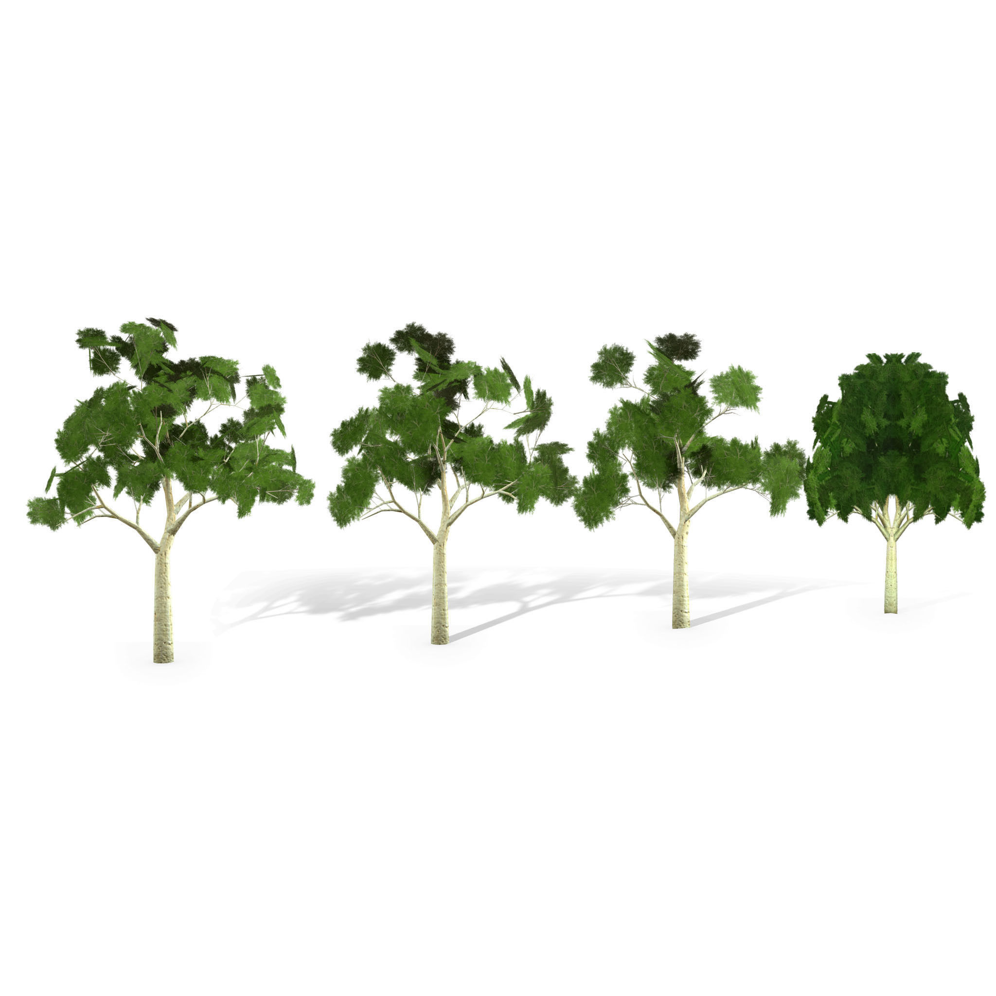 Ghost gum tree Low-poly 3D model_9
