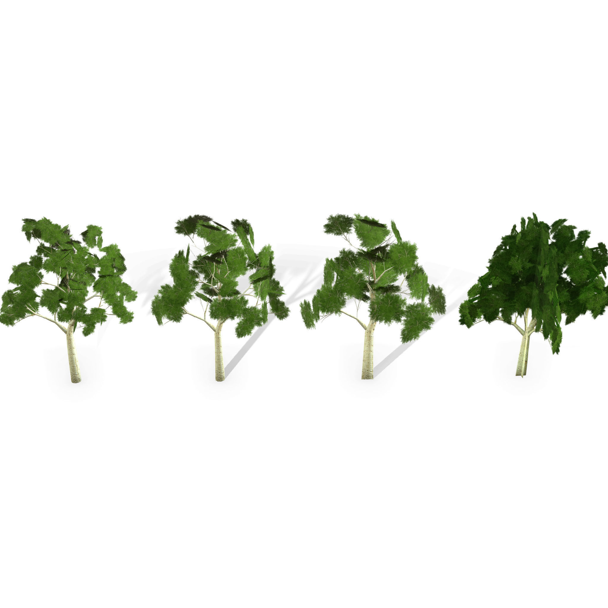 Ghost gum tree Low-poly 3D model_1