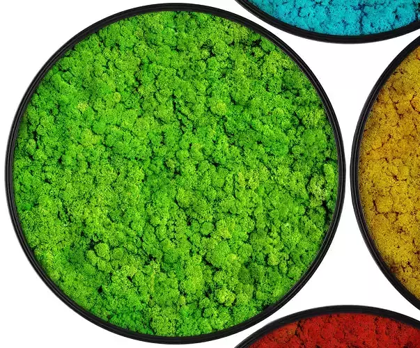 Stabilized moss 3D model