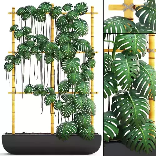 Monstera bamboo planter with plants