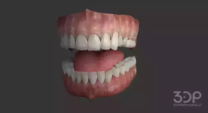 Gums Teeth and Tongue Low-poly 3D model