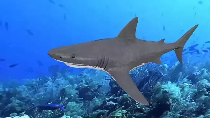 Great White Shark Low-poly 3D model