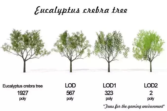 Eucalyptus crebra tree