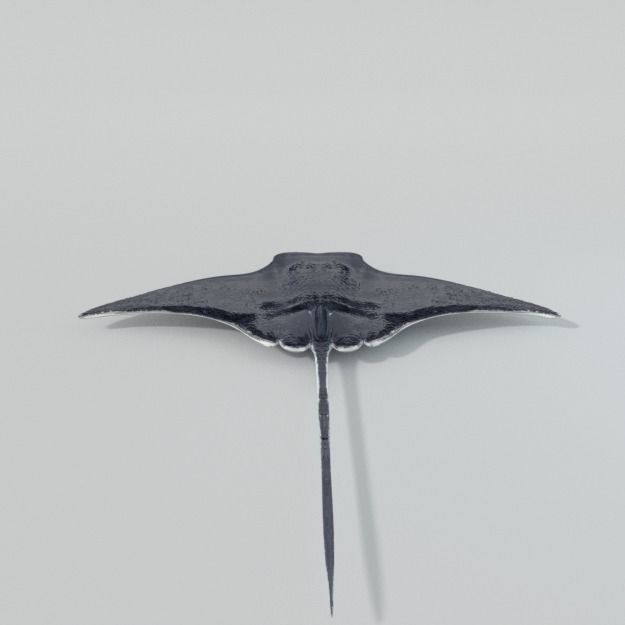 Manta Ray Low-poly 3D model_6