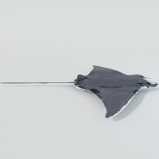 Manta Ray Low-poly 3D model_2
