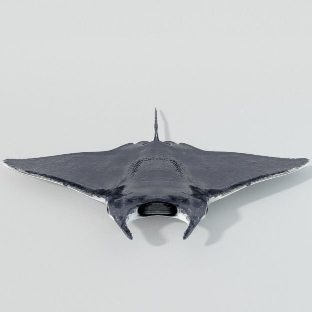 Manta Ray Low-poly 3D model_4