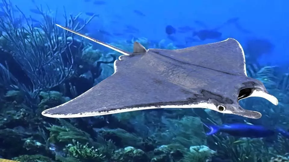 Manta Ray Low-poly 3D model_0