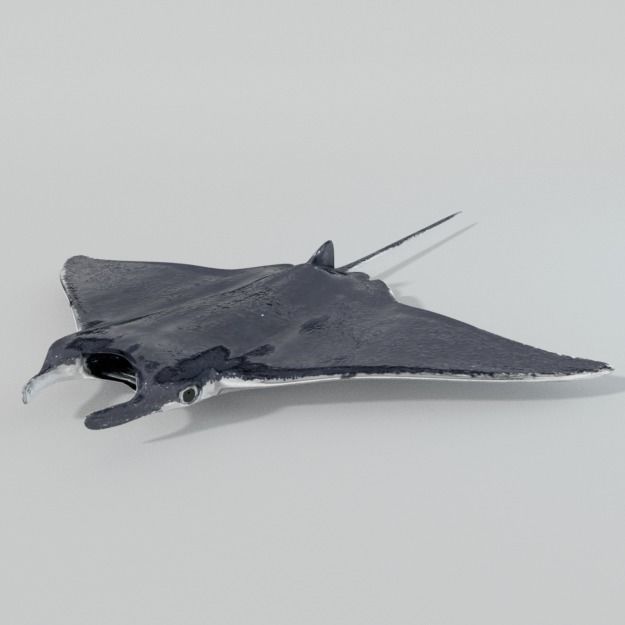 Manta Ray Low-poly 3D model_1