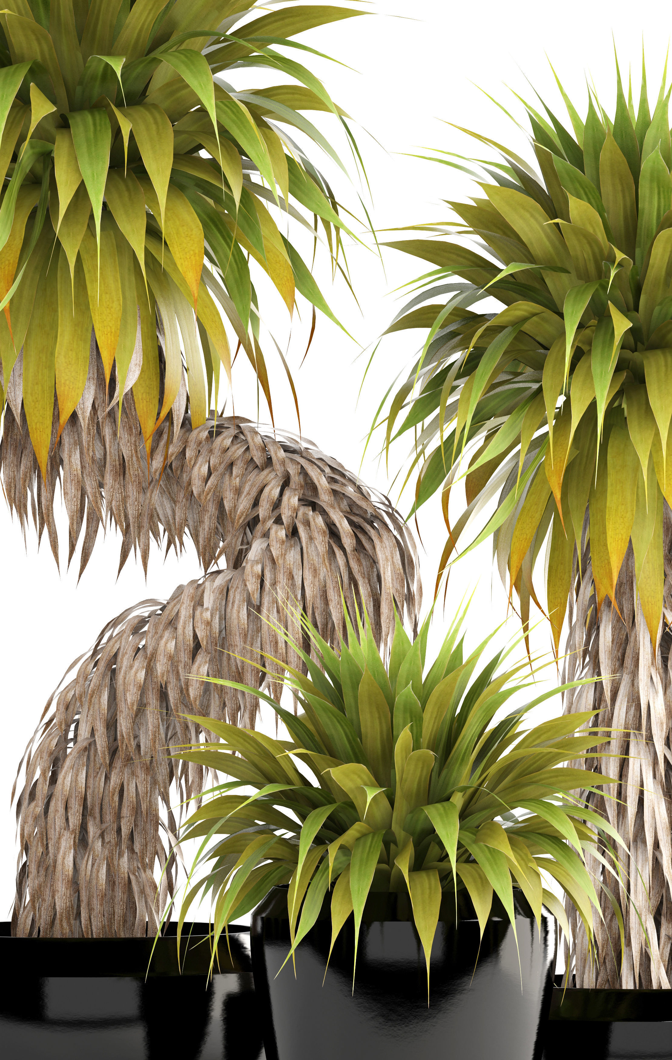 Collection of tropical plants Yucca 3D model_5