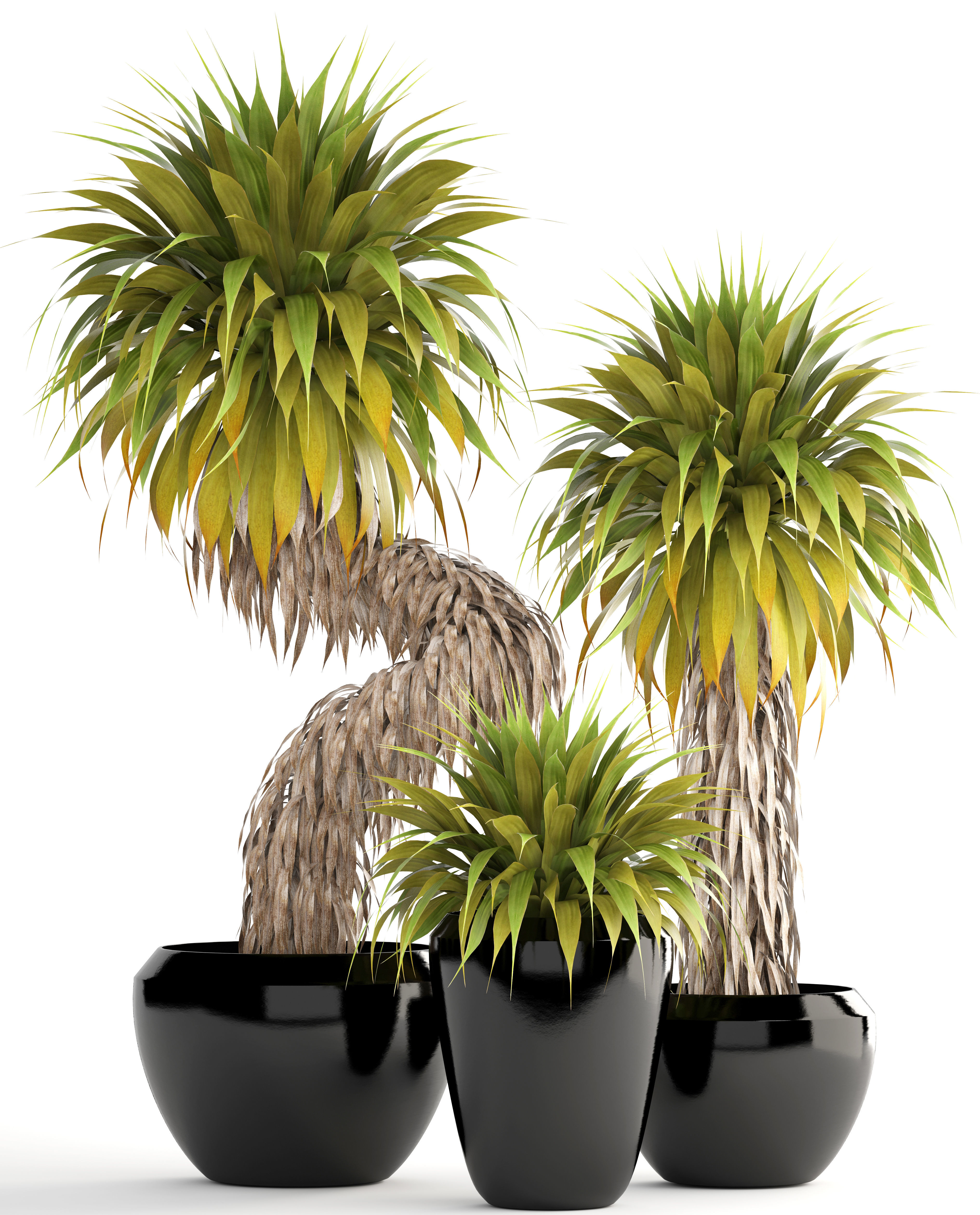 Collection of tropical plants Yucca 3D model_3