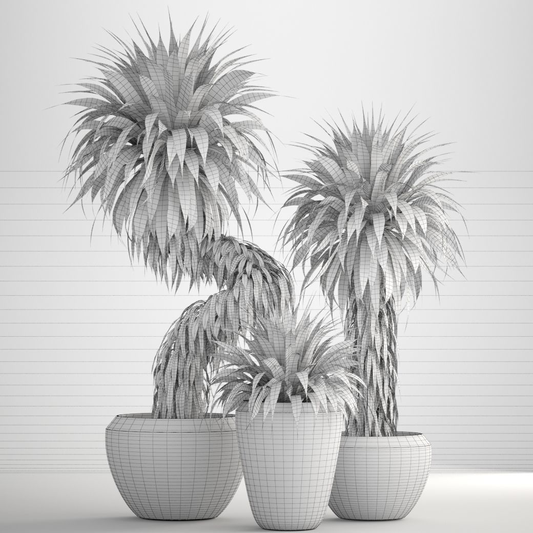 Collection of tropical plants Yucca 3D model_9