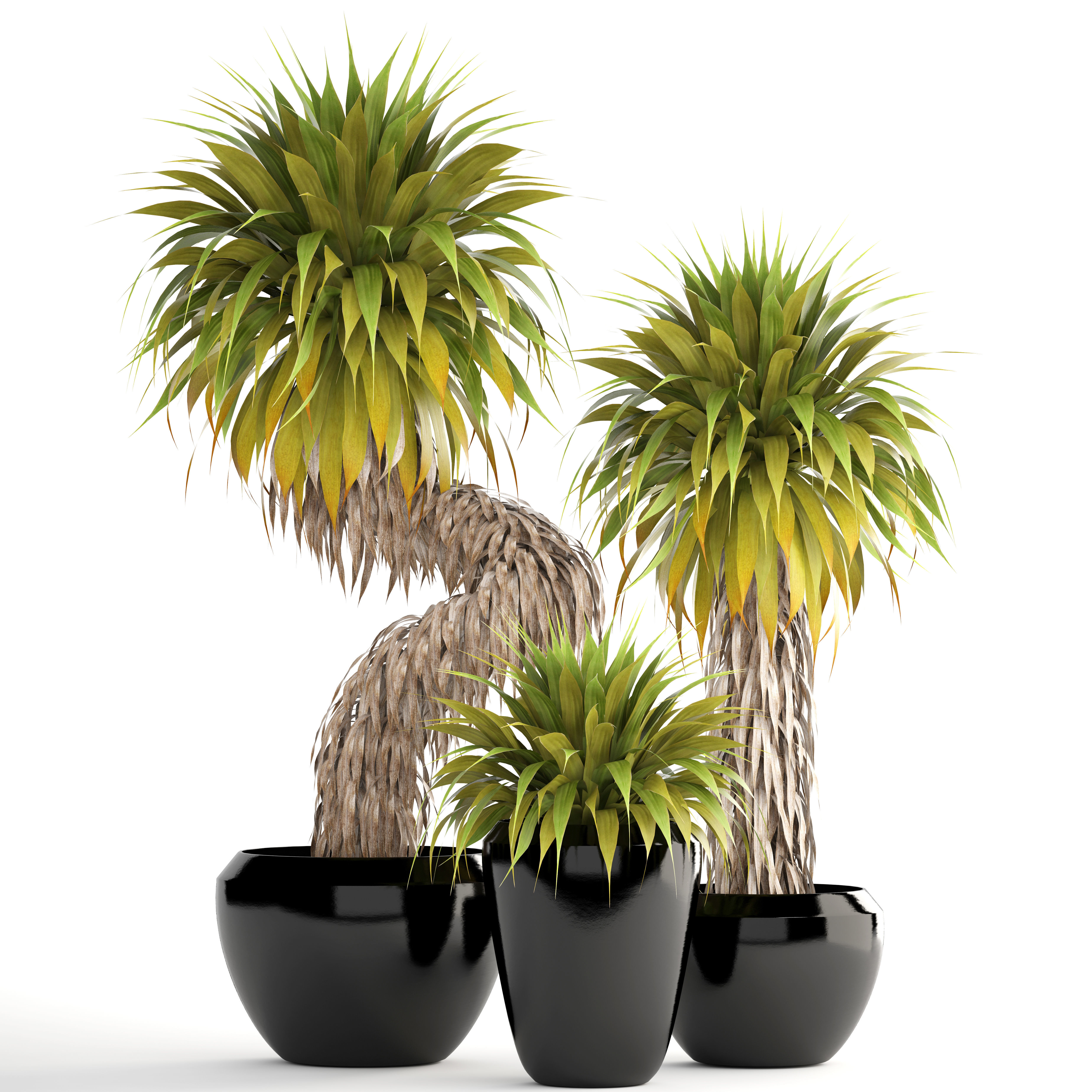Collection of tropical plants Yucca 3D model_1