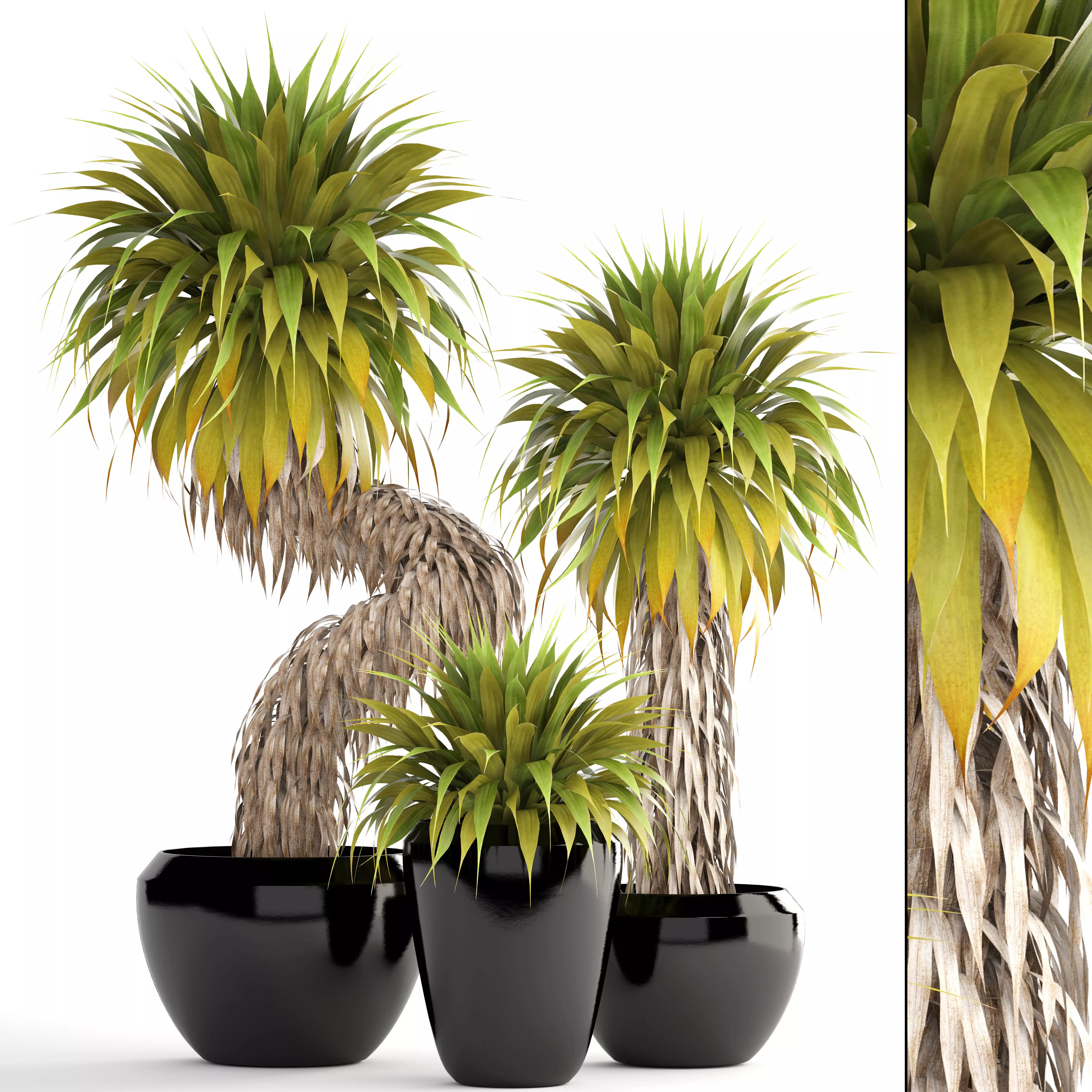 Collection of tropical plants Yucca 3D model_0