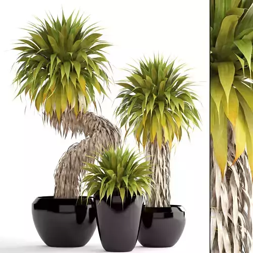Collection of tropical plants Yucca 3D model