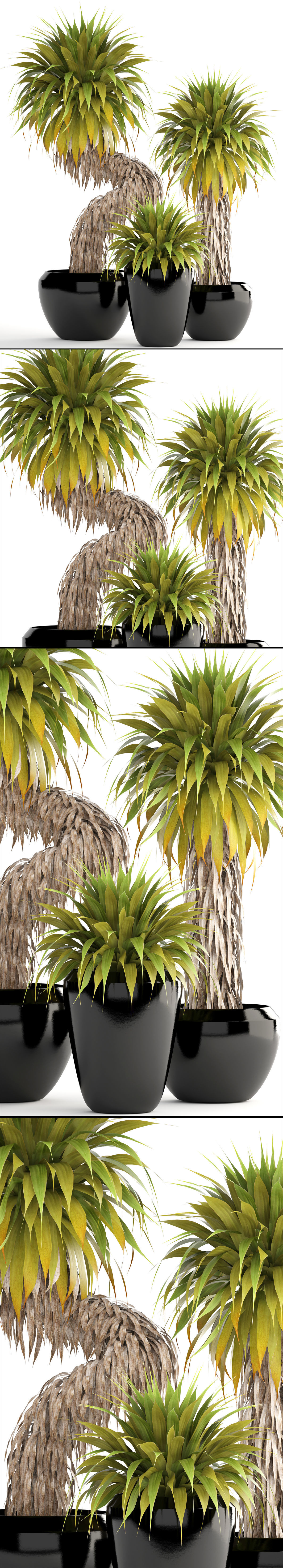 Collection of tropical plants Yucca 3D model_4