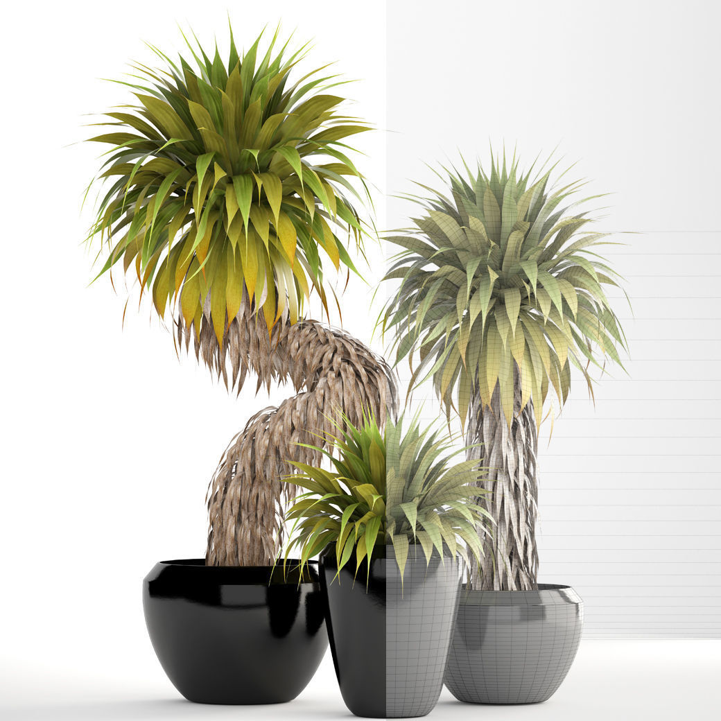 Collection of tropical plants Yucca 3D model_7