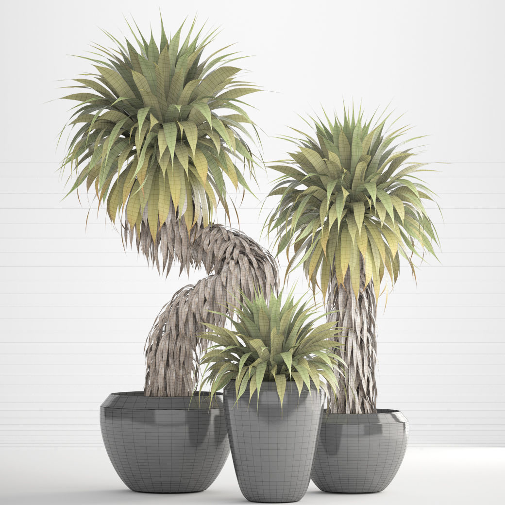 Collection of tropical plants Yucca 3D model_8
