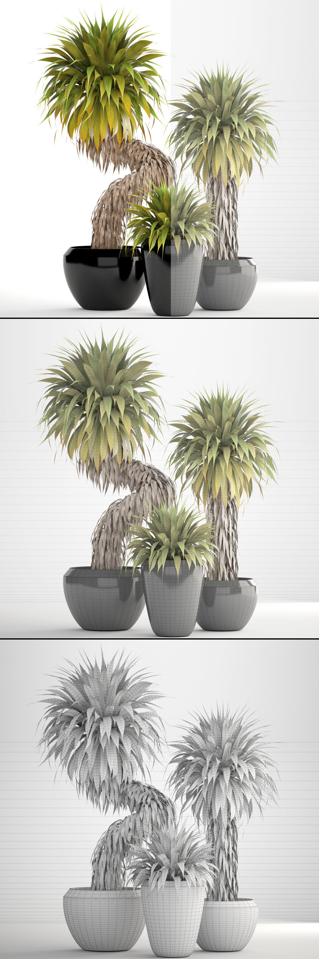 Collection of tropical plants Yucca 3D model_6