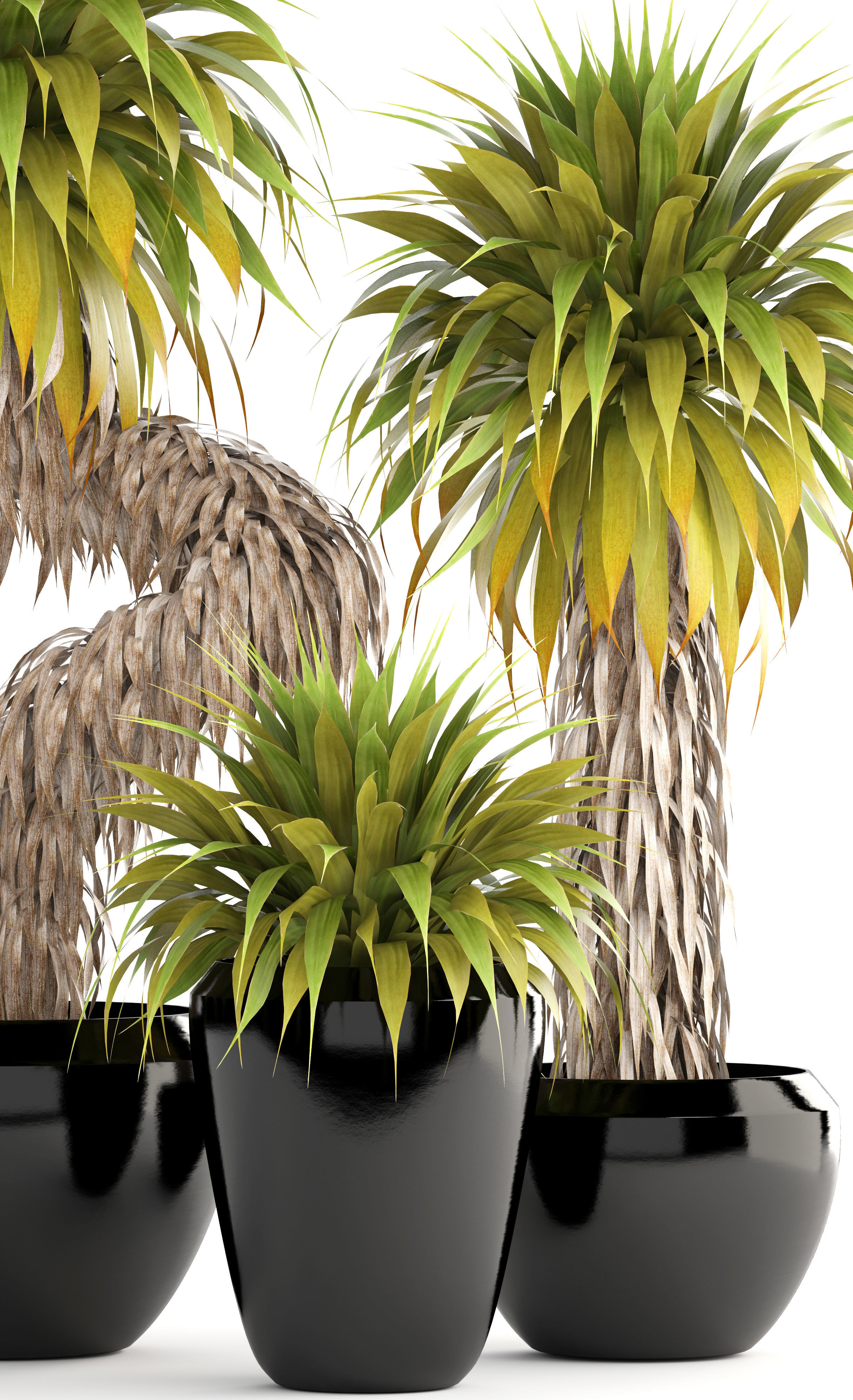 Collection of tropical plants Yucca 3D model_2