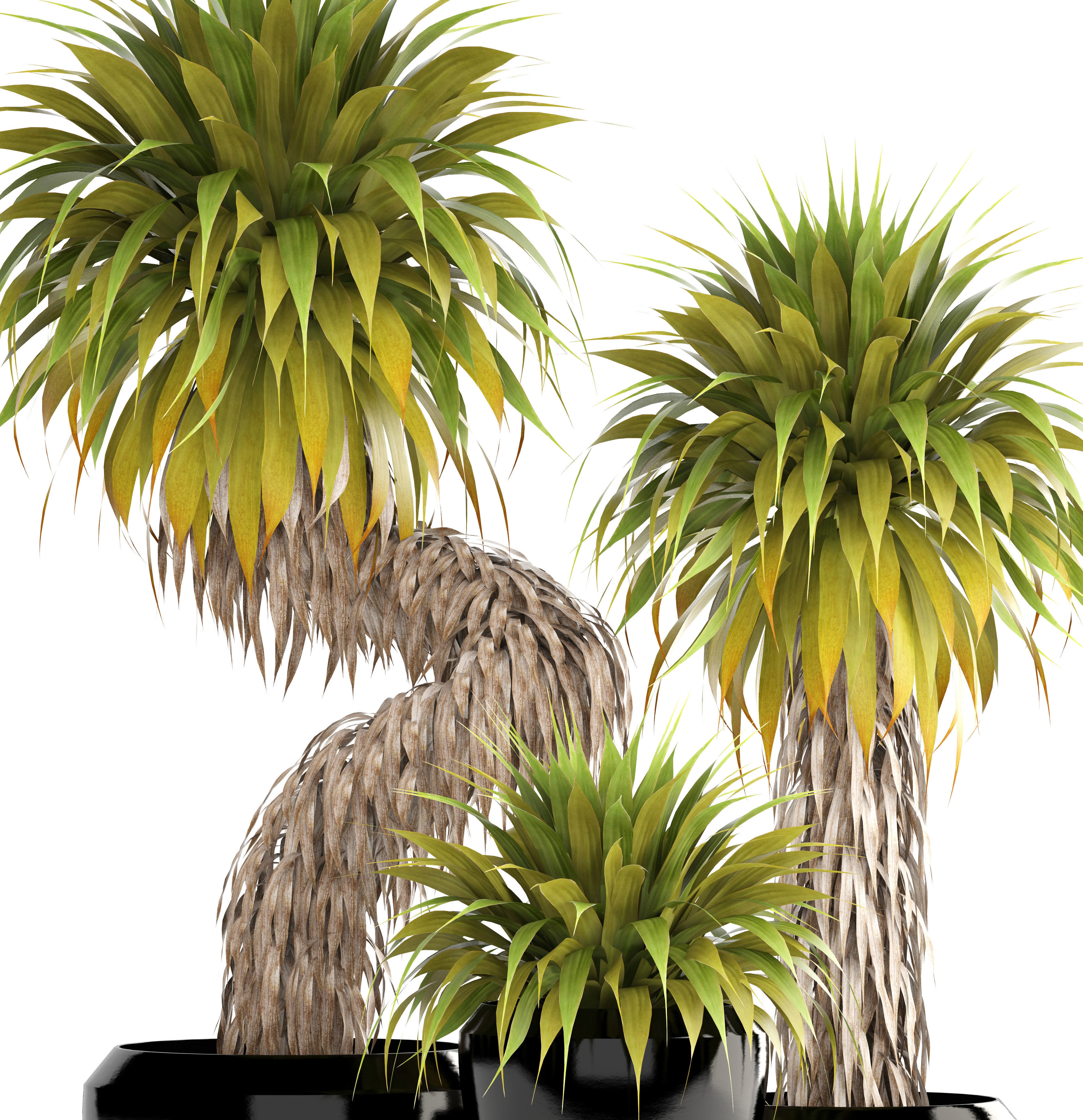 Collection of tropical plants Yucca 3D model_10