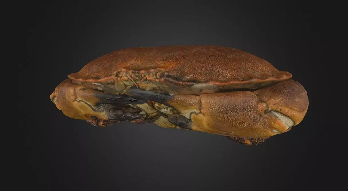 Crab - crustacean 3D model